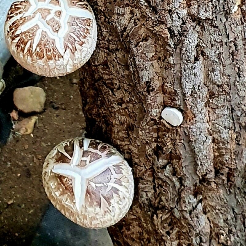 쉼팩토리,[웰던표고] 참나무원목표고 화고 동고 유기농 생표고 1kg [원산지:국산(강원도 정선군)]